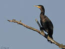 Grand Cormoran