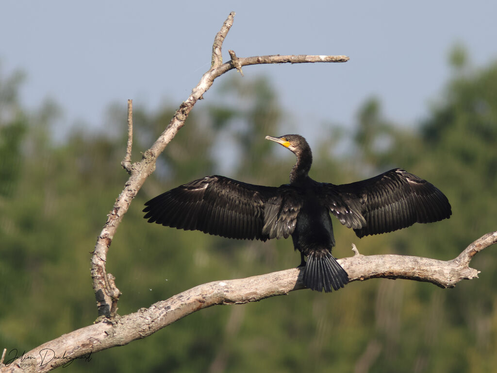 Grand Cormoran
