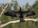 Grand Cormoran