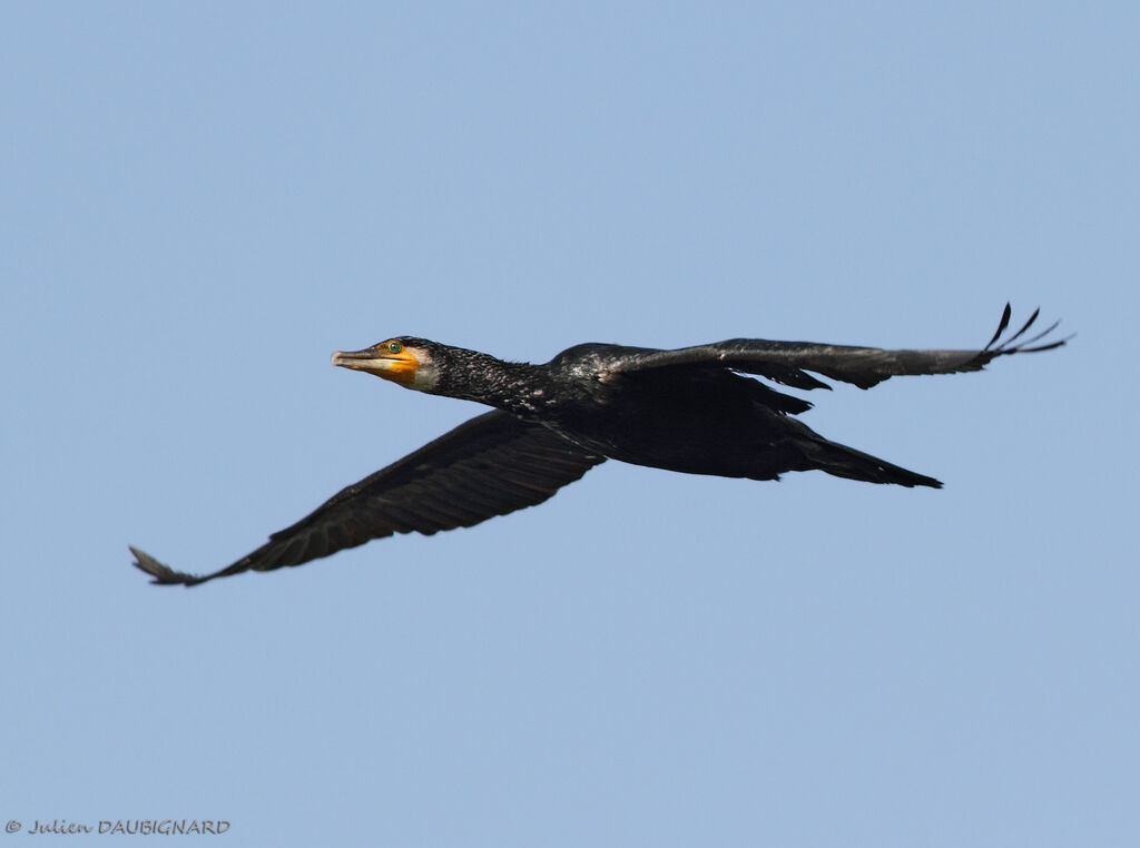 Great Cormorantadult, Flight