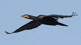 Great Cormorant