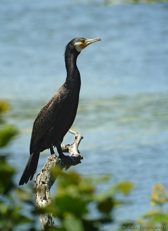 Great Cormorant, identification