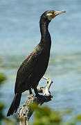 Great Cormorant