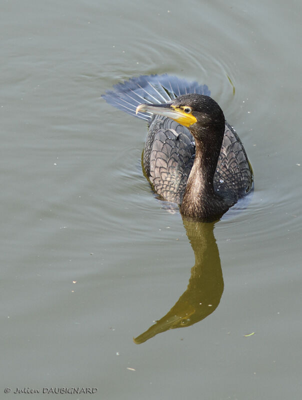 Grand Cormoran, identification