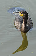 Great Cormorant