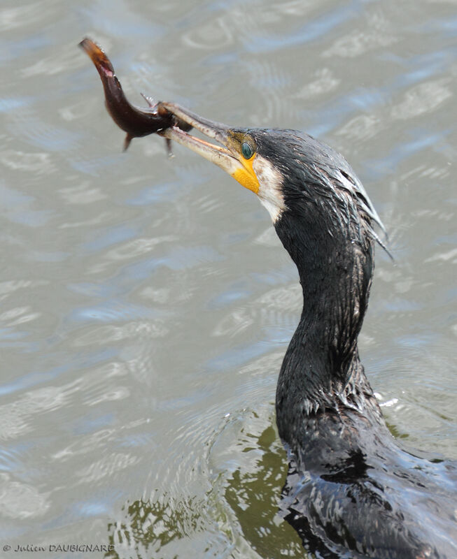 Grand Cormoranadulte, identification, régime