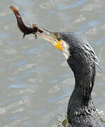 Great Cormorant