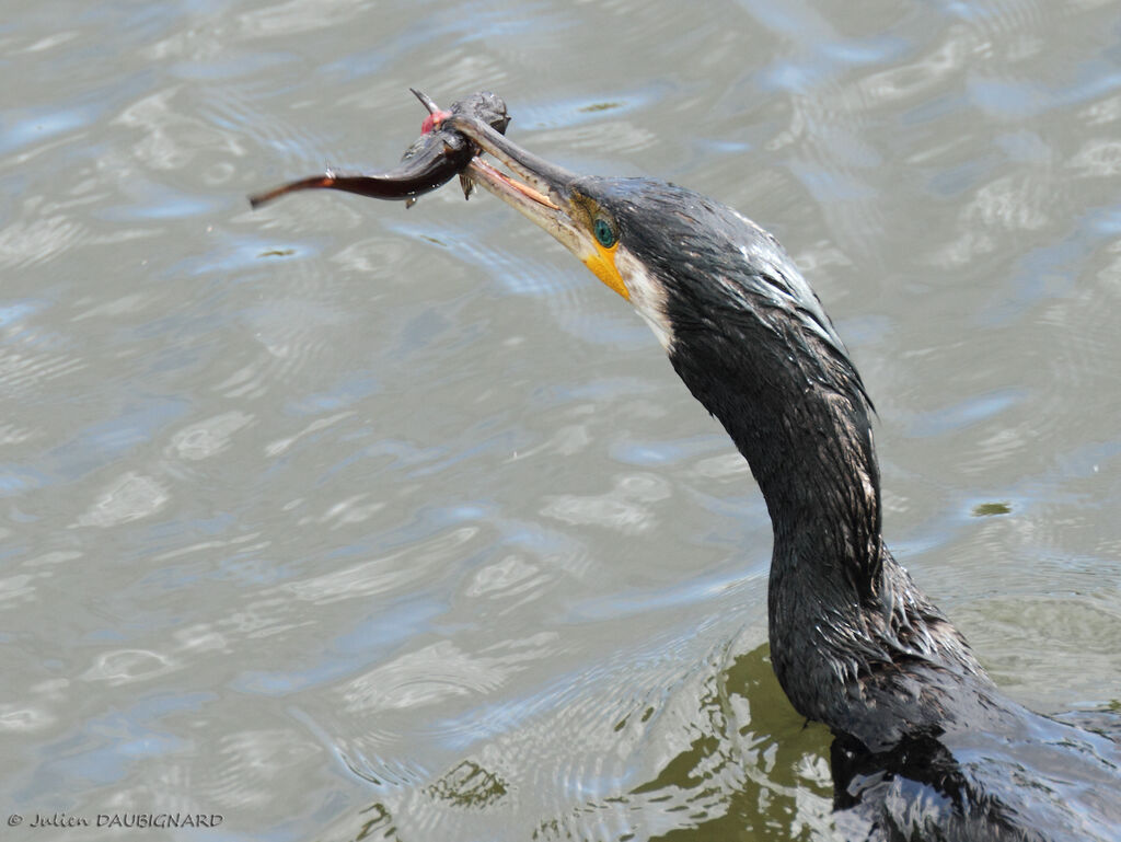 Grand Cormoranadulte, identification, régime