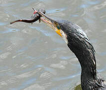 Great Cormorant