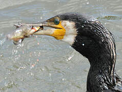 Great Cormorant