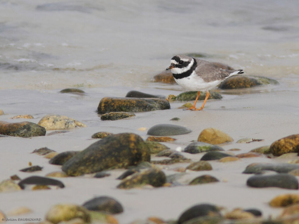 Common Ringed Plover, identification