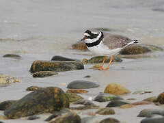 Common Ringed Plover