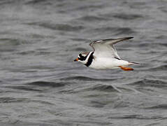 Common Ringed Plover