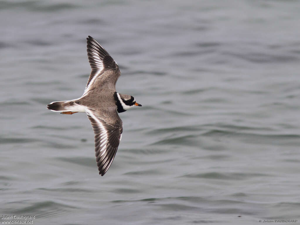 Common Ringed Ploveradult, Flight