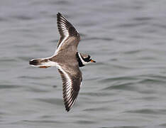 Common Ringed Plover