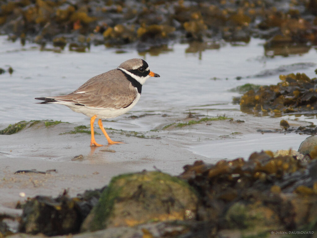 Common Ringed Ploveradult, identification