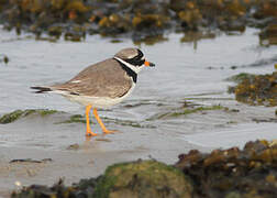 Common Ringed Plover