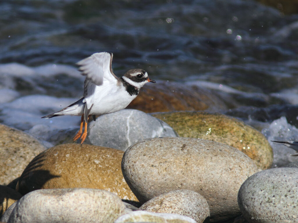 Common Ringed Ploveradult, identification