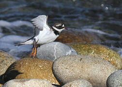 Common Ringed Plover