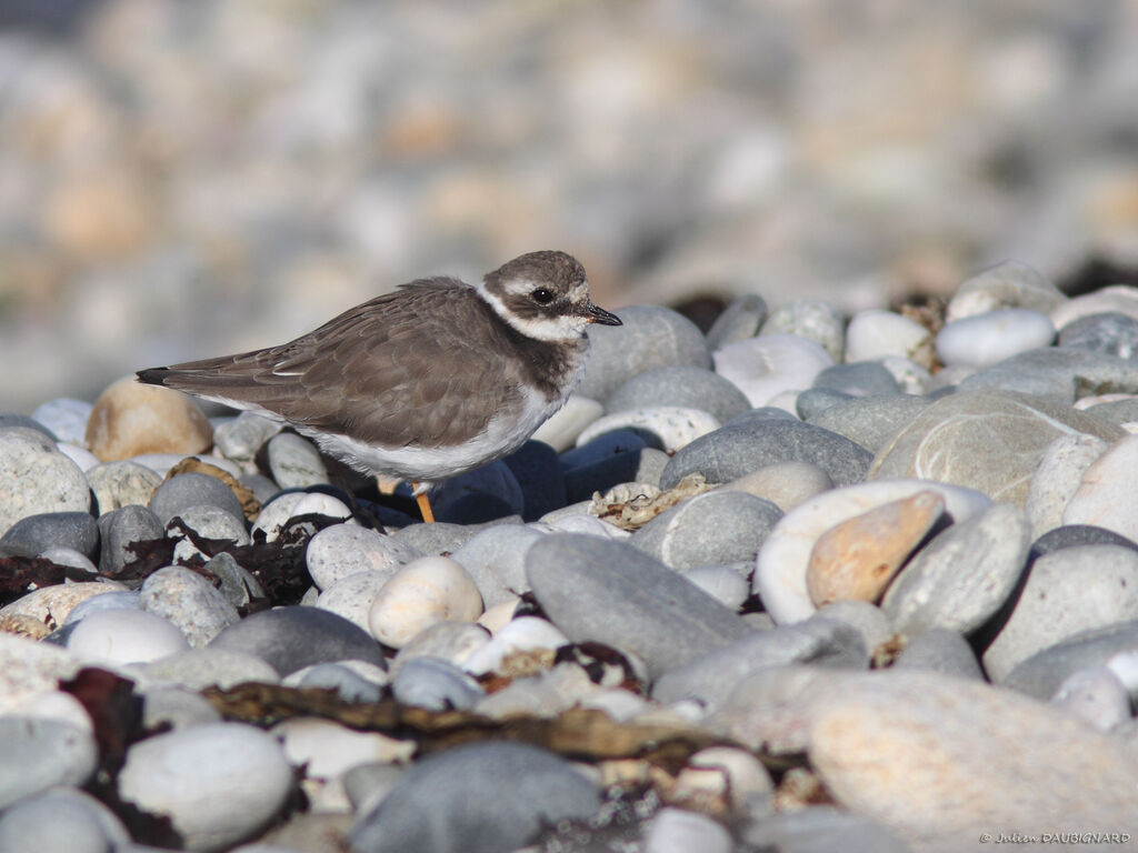 Common Ringed Plover, identification