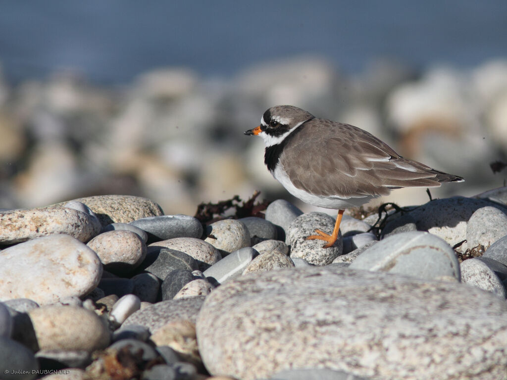 Common Ringed Ploveradult, identification