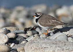 Common Ringed Plover