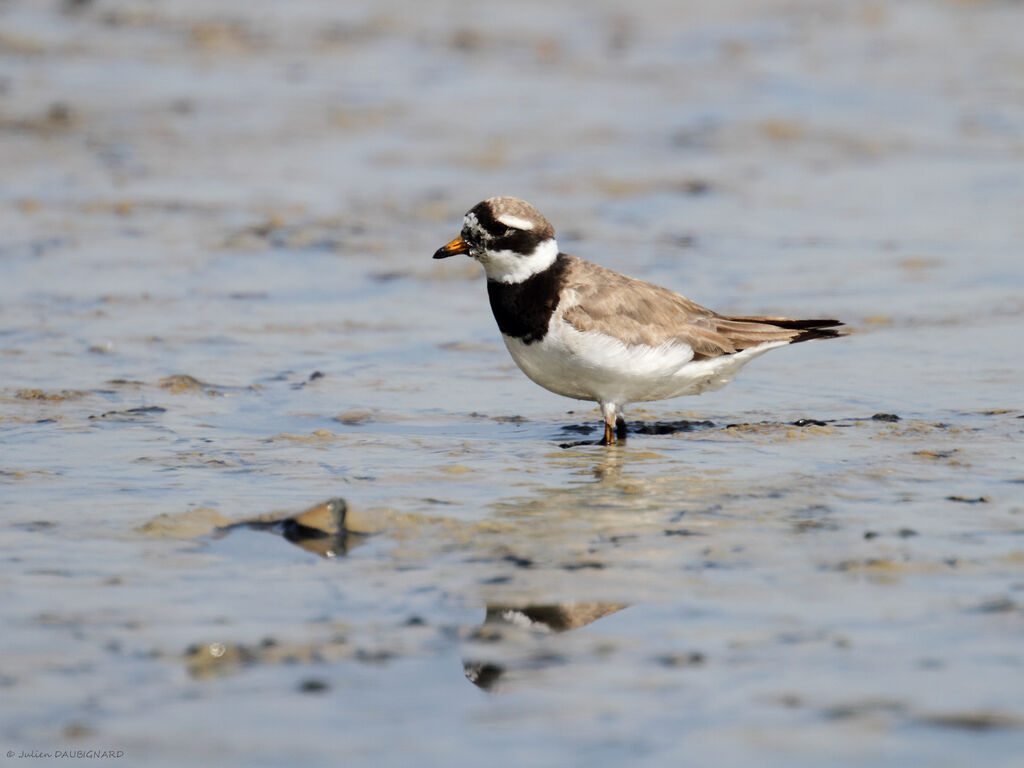 Common Ringed Ploveradult, identification