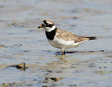 Common Ringed Plover