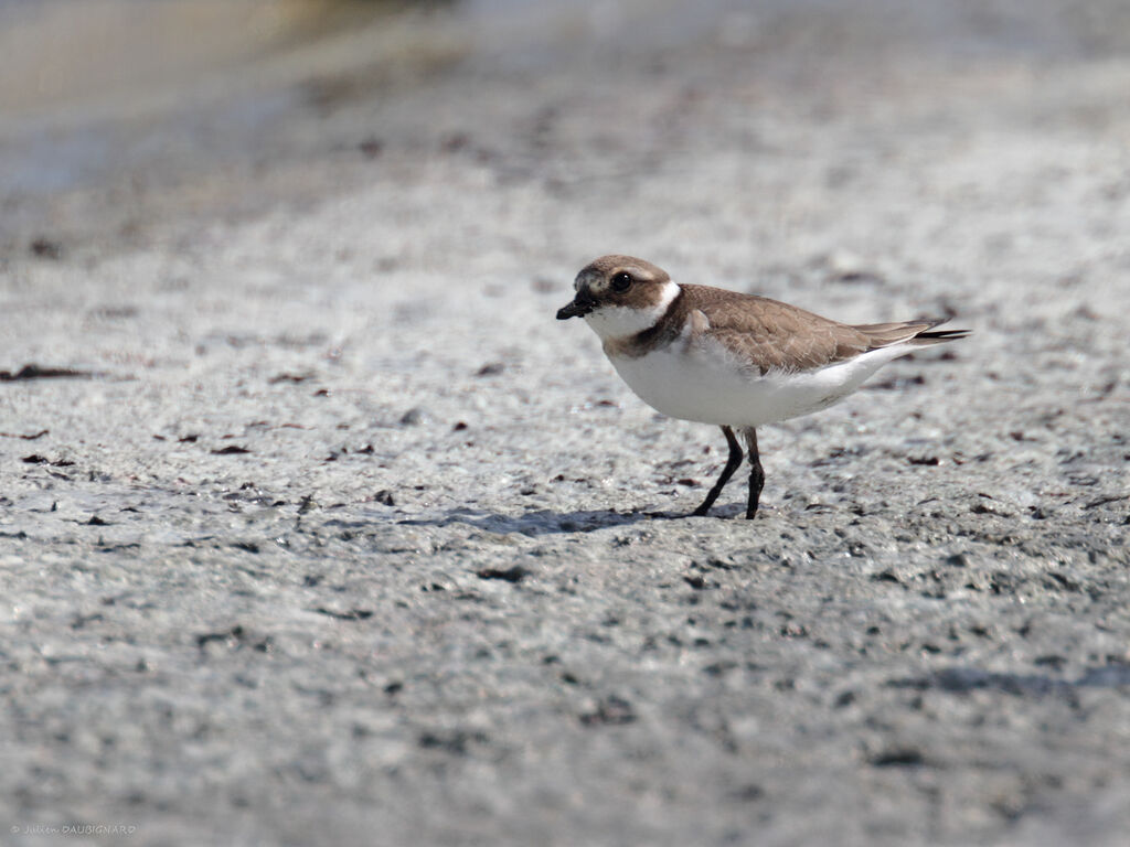 Grand Gravelotjuvénile, identification