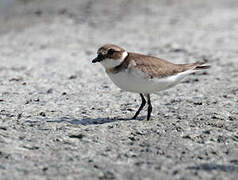 Common Ringed Plover