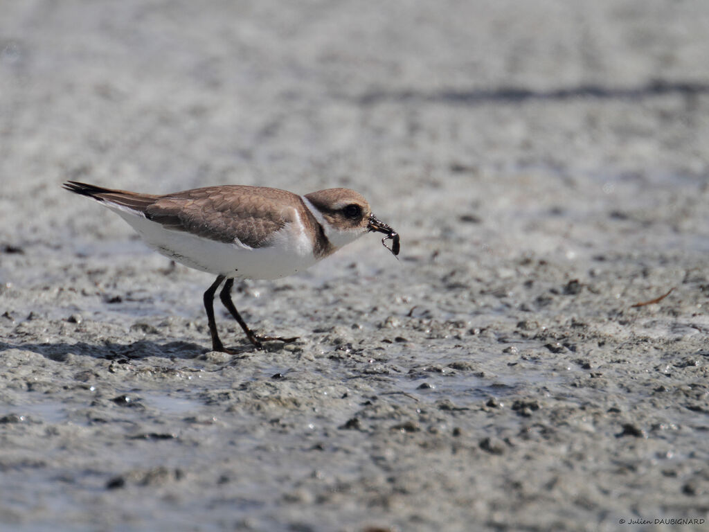 Common Ringed Ploverjuvenile, identification