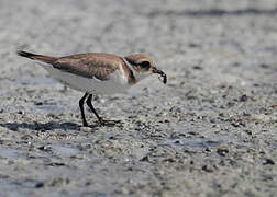 Common Ringed Plover