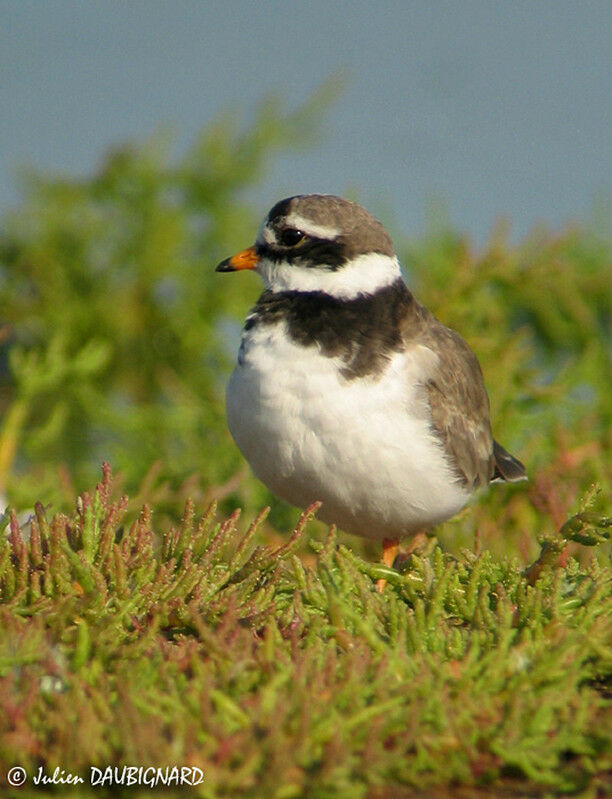 Common Ringed Plover