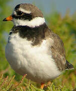 Common Ringed Plover