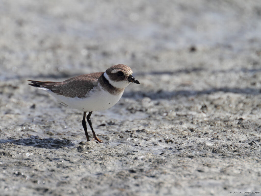 Common Ringed Ploverjuvenile, identification