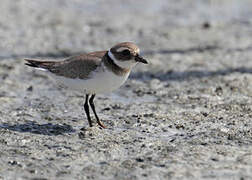 Common Ringed Plover