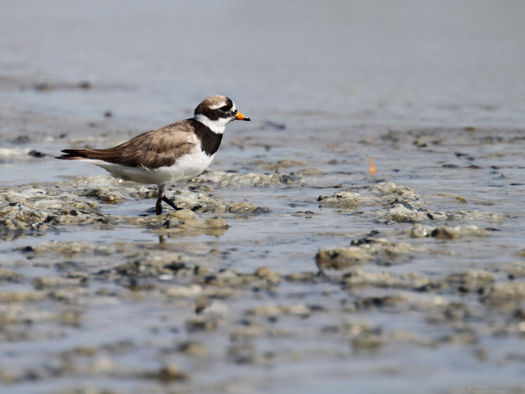 Common Ringed Ploveradult, identification