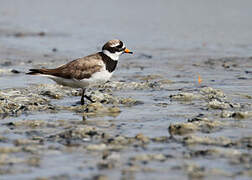 Common Ringed Plover