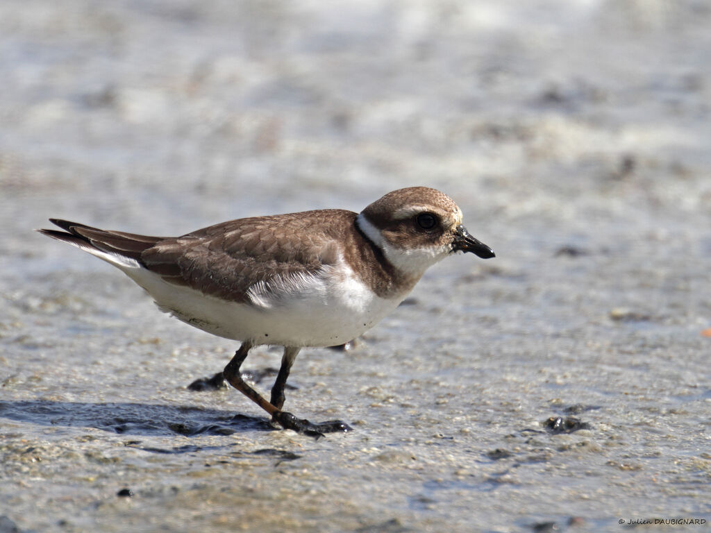 Common Ringed Ploverjuvenile, identification