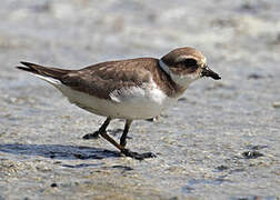 Common Ringed Plover