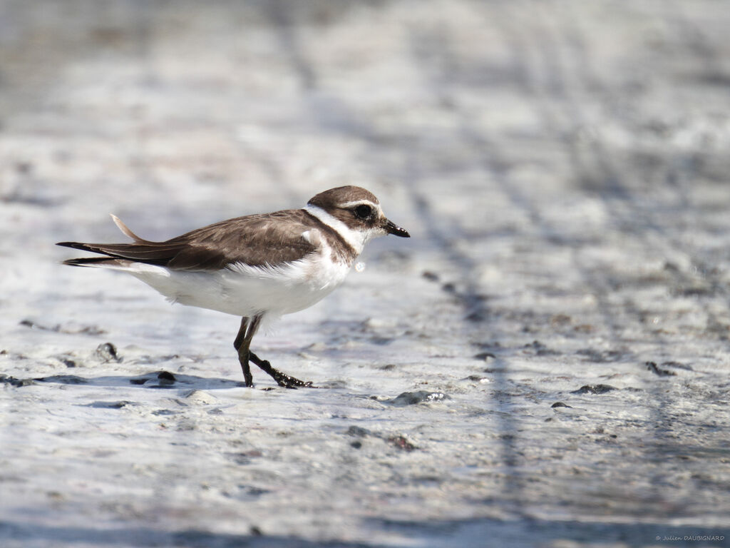 Common Ringed Plover, identification