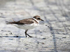 Common Ringed Plover