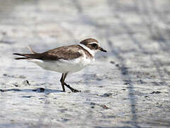 Common Ringed Plover