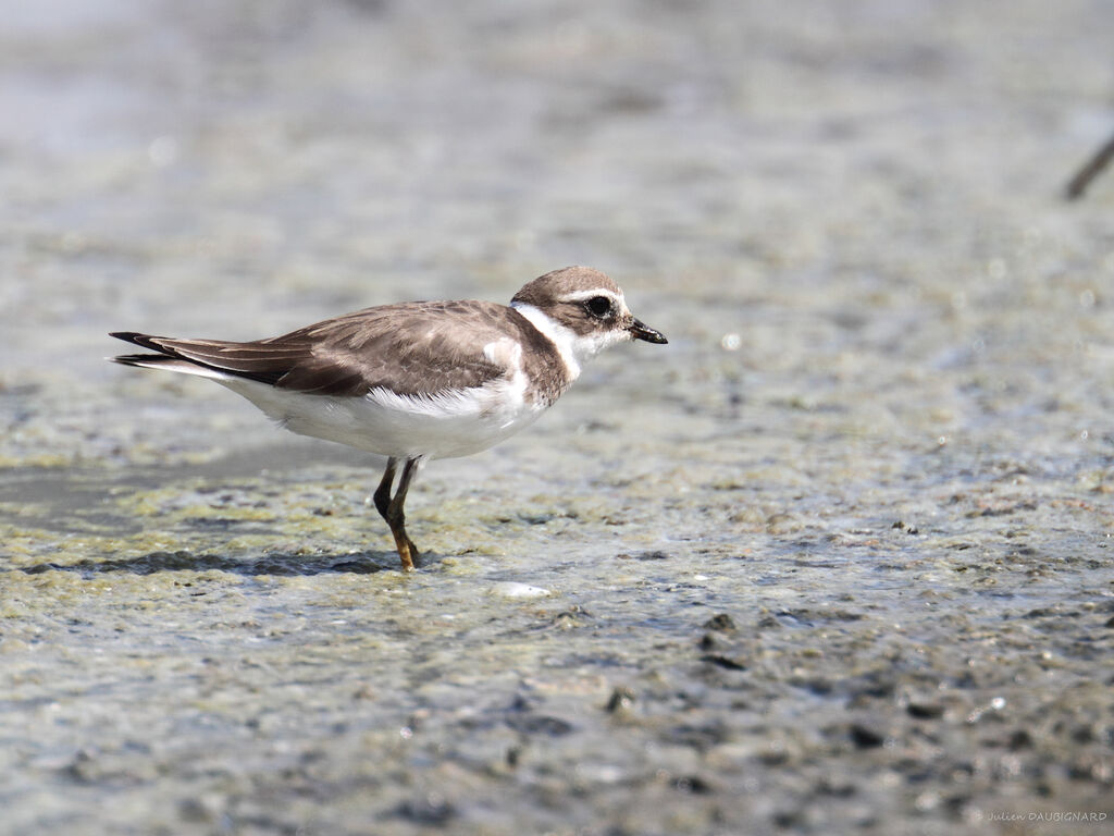 Common Ringed Plover, identification