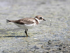 Common Ringed Plover