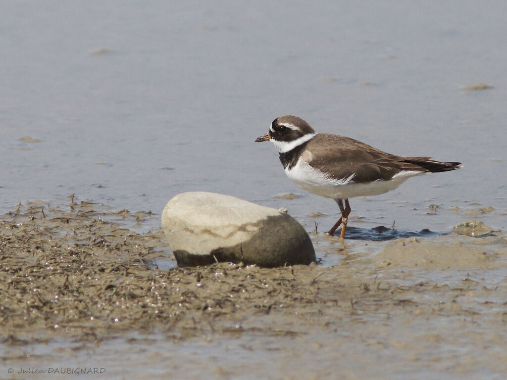 Common Ringed Plover, identification