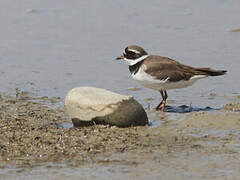 Common Ringed Plover