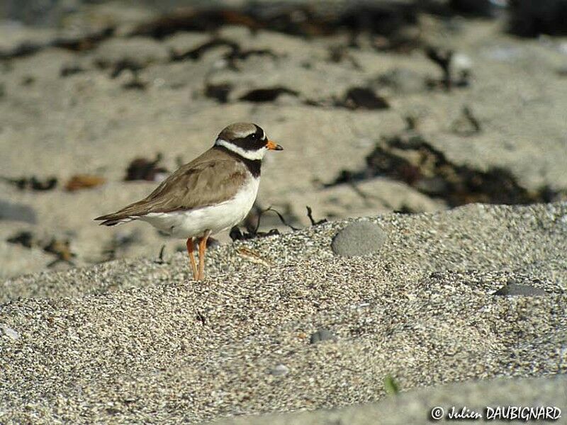 Common Ringed Ploveradult