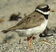 Common Ringed Plover