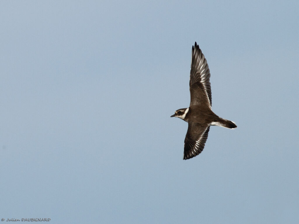 Common Ringed Plover, Flight